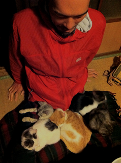 ひざねこ.jpg